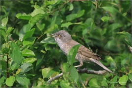 <p>PĚNICE VLAŠSKÁ (Sylvia nisoria) Dolní Podluží ---- /Berred warbler - Sperbergerasmücke/</p>